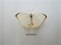 藏品(細波遷粉蝶)的圖片